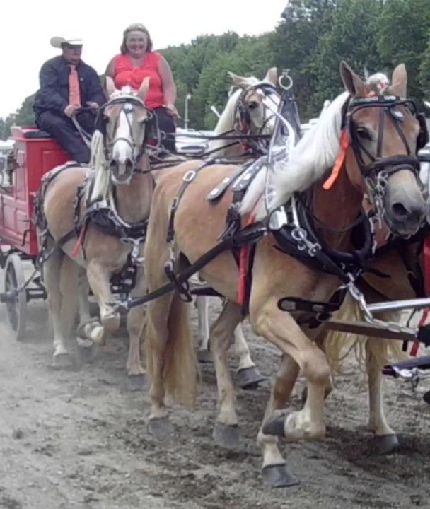 Trumbull County Fair Draft Pony and Haflinger Show